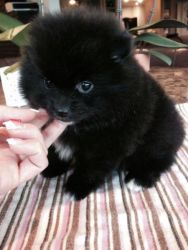 Cute Purebred Baby Pomeranian