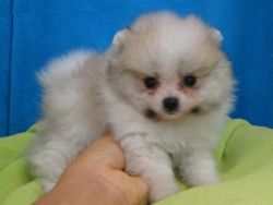 Male and female Pomeranian puppies for sale.