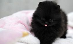 Sweet Little Pomeranian Puppies Awakes You