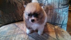 Female party pom ready in two weeks