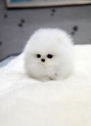White Pomeranian Puppies Text (xxx) xxx-xxx0