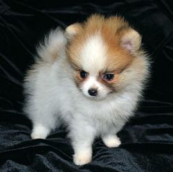 Outstanding Pomeranain Puppies for sale