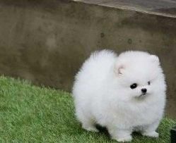 Ice White Tea Cup Pomeranian Puppies Available