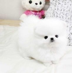 Home Trained White Teacup Pomeranian Puppies