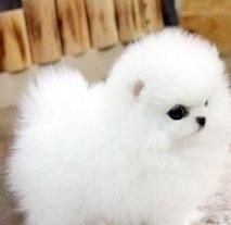 So Sweet Ice White Tea Cup Pomeranian Puppies