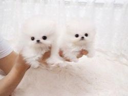 Little Faces Ice White Tea Cup Pomeranian Puppies