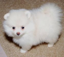 pomeranian Puppies for sale