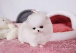 QUALITY MALE AND FEMALE POMERANIAN PUPPIES