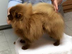Chocolate Pomeranian male available for rehoming