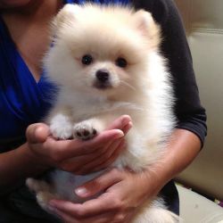 sweet little Pomeranian Puppies available for sale