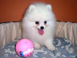 super teacup Pomeranian Puppies available