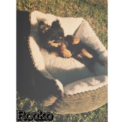 ROCKO NEEDS A NEW HOME