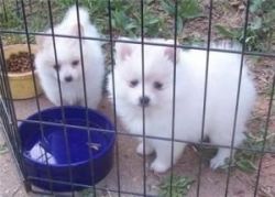 2 Pomeranian Puppies for Adoption