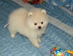 Gorgeous Pomeranian Puppies Available.