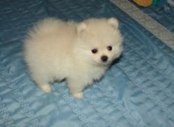 Brave Male and Female Pomeranian Puppies