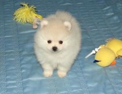 Affectionate Pomeranian Puppies For Sale.