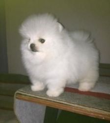 Home Trained Pomeranian Puppies for sale