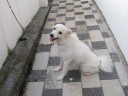 Pomeraniun Female Dog 1.5 Years Old For Sale!!!