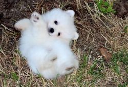 Super Cute Pomeranian Puppies For Good Home.
