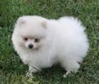 Lovely Pomeranian puppies available in california