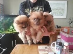 Purebred Pomeranian Pups
