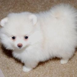 Cute Teacup Pomeranian Puppies for good home
