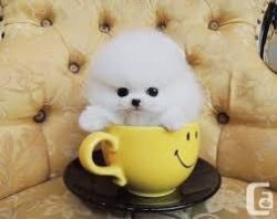 Cream Female Pomeranian Puppy Available!!
