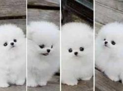 superb Pomeranian puppies.