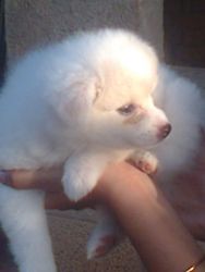 Pomeranian Puppies (1month) For Sale..!
