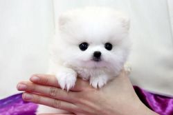 dgfhgs cute pomeranian puppies for sale