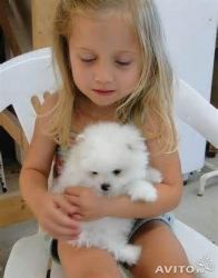 Pure White Pomeranian Puppies Ready For New Home