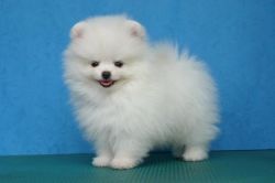 Two Pomeranian puppies for free