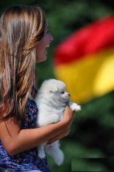 Urgent Pomeranian Pups for Adoption