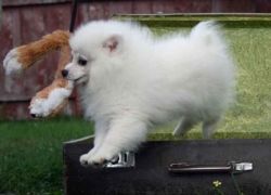Pomeranian Puppies Available Free $200