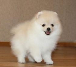 pomeranian Puppies for new home