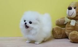 Micro Pomeranian Puppies .(xxx) xxx-xxx1