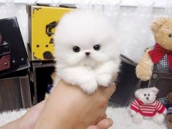 Cream White Pomeranian Puppies Text xxx-xxx-xxxx