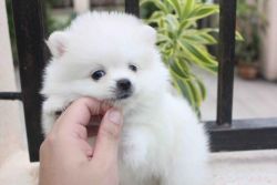 pomeranian puppies in need of lovely homes