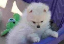 Two Adorable Little Pomeranian Pups(xxx) xxx-xxx5