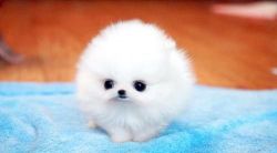 Cute Tiny Teacup Pomeranian For Adoption