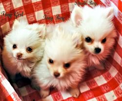 AKC Tiny Pomeranians Puppies