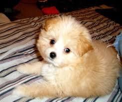 Pomeranian for adoption