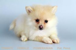 Our Pomeranian Puppy!