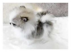 Priceless White Pomeranian (xxx) xxx-xxx9