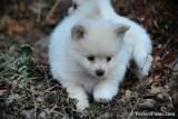 levely baby pom puppy for for new family