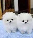 Lovely Pomeranian Puppies For Available xxxxxxxxxx