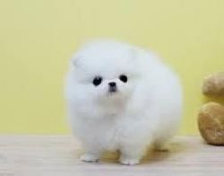 Pomeranian Puppies xxx) xxx-xxx1