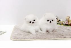 Teacup Pomeranian Puppies for Adoption