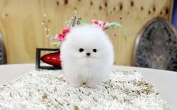 Cutest Teacup Pomeranian Puppies for adoption