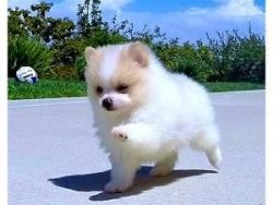 Two Awesome T-cup Pomeranian Puppies